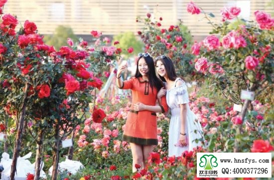 2015 南陽月季展玉雕節(jié)已開幕，花已開好 君可來矣