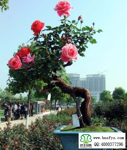 2015 南陽月季展玉雕節(jié)已開幕，花已開好 君可來矣