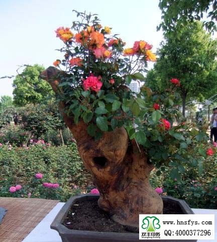 2015 南陽月季展玉雕節(jié)已開幕，花已開好 君可來矣